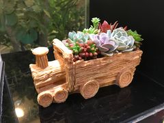 多肉植物-双季花艺园艺市场(浦东店)