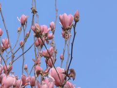 -重庆市江北嘴中央商务区中央公园