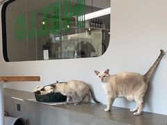 -Cappucimeow猫咪咖啡馆(韦伯时代店)