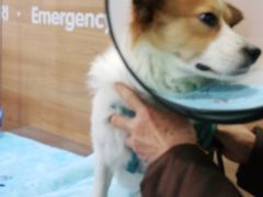 -爱侣宠医·鹦鹉专科·小型哺乳类·异宠专科(灵石路店)