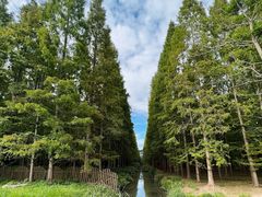 -东平国家森林公园
