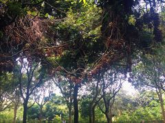 -云溪植物园