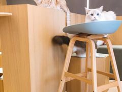 -CAT’S MEWSTAR CAFE·喵星球猫屋(晴湾咖啡店)