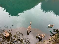 -靖西鹅泉风景区