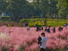 -艾溪湖湿地公园