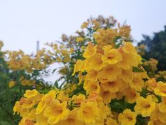 -深圳湾公园(南山区)