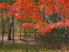 -昆山城市生态森林公园