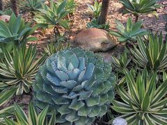 -深圳仙湖植物园