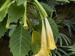 -南宫五洲植物乐园