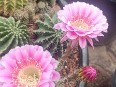 -南通洲际绿博园