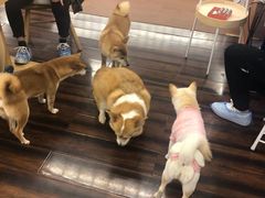 -豆柴町-柴犬主题狗咖(红鼎国际C座店)