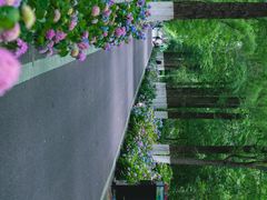 -合肥滨湖国家森林公园