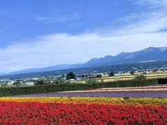 -富田农场