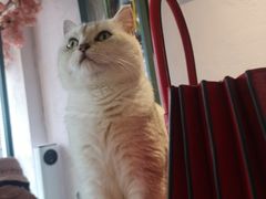 -喵屿·大理花园猫咖