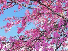 -香蜜公园