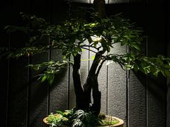 -觀芷隐轩