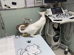 -纳吉亚猫专科动物医院博雅分院