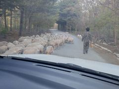 -何记羊汤馆(丽水佳源店)