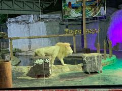 -清迈夜间动物园