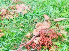 -洋湖国家湿地公园