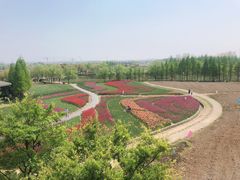 -杭州湾海上花田景区