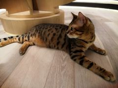 -CAT’S MEWSTAR CAFE·喵星球猫屋(晴湾咖啡店)