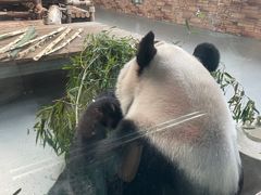 -东莞香市动物园