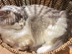 -藏猫猫咖啡主题馆(中央大道店)