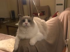 -Bastet sally猫舍购宠(静安店)