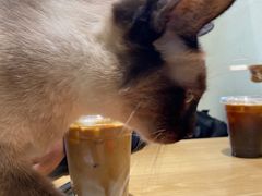 -藏猫猫咖啡主题馆(中央大道店)