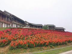 -金卉庄园