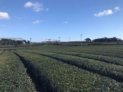 -雪绿茶博物馆