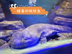 -重庆欢乐海底世界