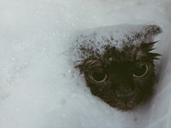 -PETKIT 小佩宠物·低压洗护·美容·寄养(安远店)