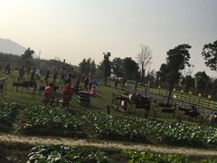 -田园东方蜜桃村的田野营地