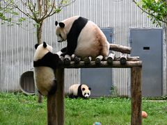 -卧龙中华大熊猫苑神树坪基地