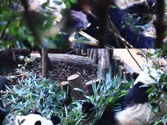 -成都大熊猫繁育研究基地