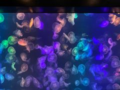 -烟台海昌鲸鲨海洋公园