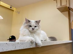 -滚猫咖啡·猫咖·猫友好撸猫(未来城店)
