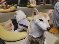 -逗柴咖啡屋·狗咖猫咖宠物桌游
