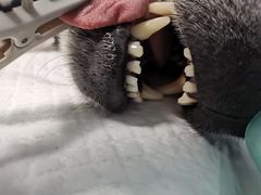 -爱贝特动物医院·猫口炎专科