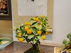 -双季花艺园艺市场(浦东店)