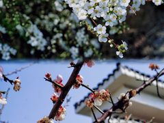 -八大山人梅湖景区