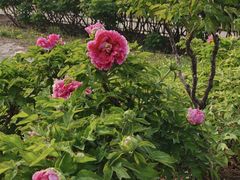 -圆明园遗址公园-藻园门售票处