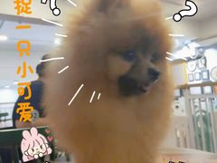 -柯斗斗主题餐厅·狗咖·围炉煮茶·茶饮(国瑞升平里店)