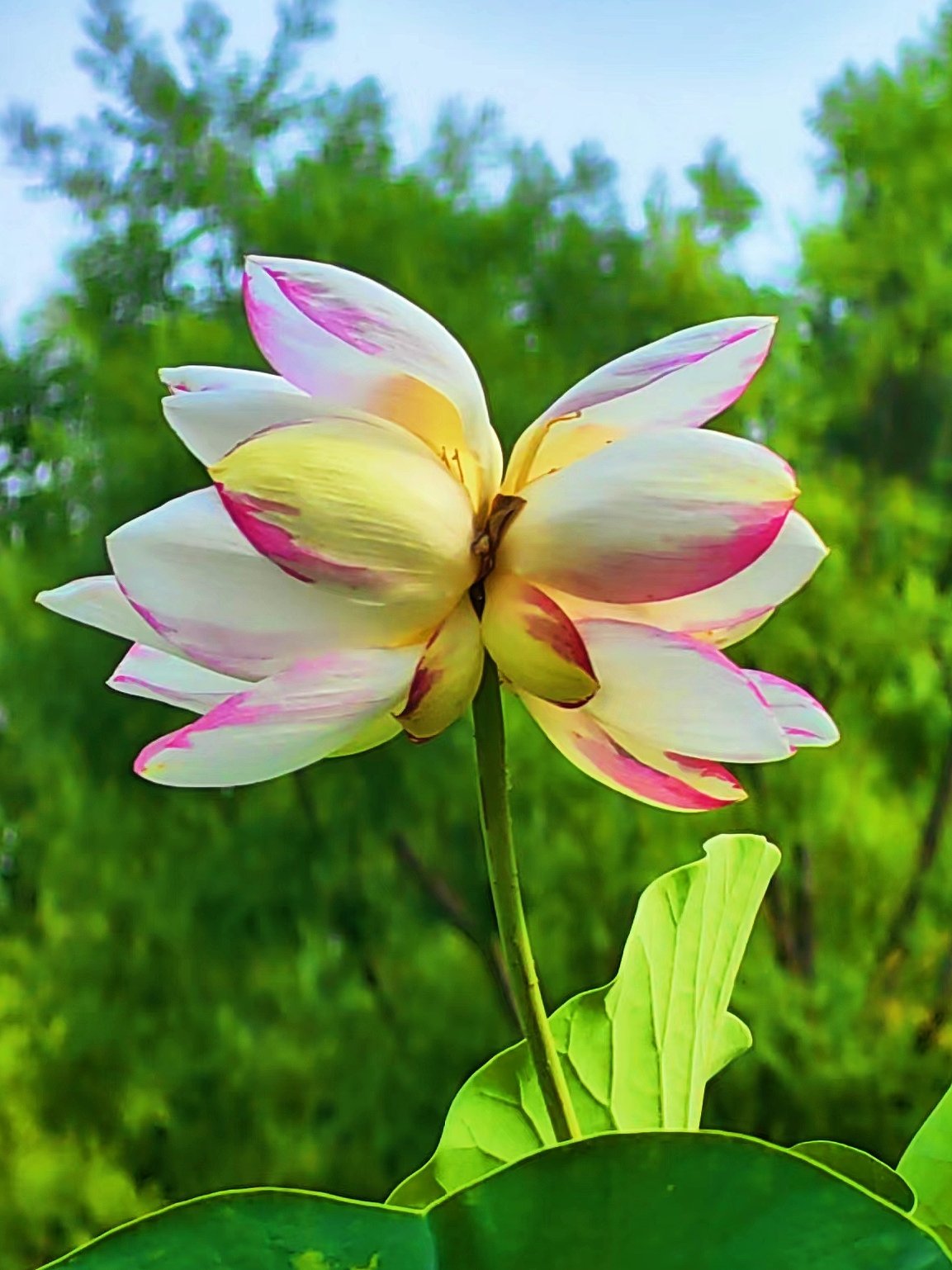 今年夏天的并蒂莲你看到了吗❓