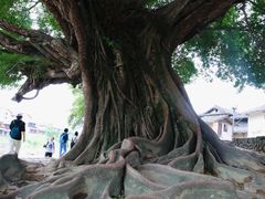 -福建土楼(南靖)景区