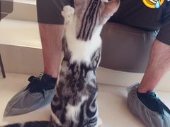 -飞行喵MR PILOT|猫舍·猫咖(静安大融城店)