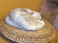 -猫猫幼稚园·撸猫·桌游·电玩