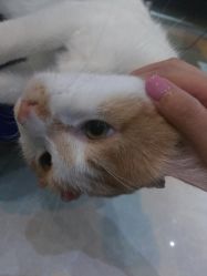 -喵酱日式美甲美睫Neko Nail Studio